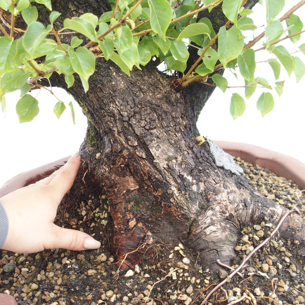 Bonsai na zewnątrz - Mahalebka - Prunus mahaleb