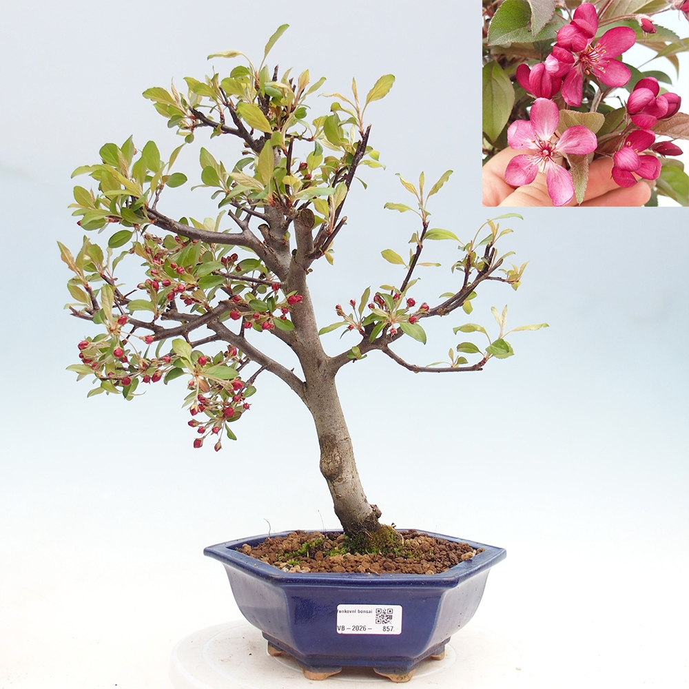 Outdoor bonsai - Malus domestica - Jabłoń czerwonolistna o małych owocach