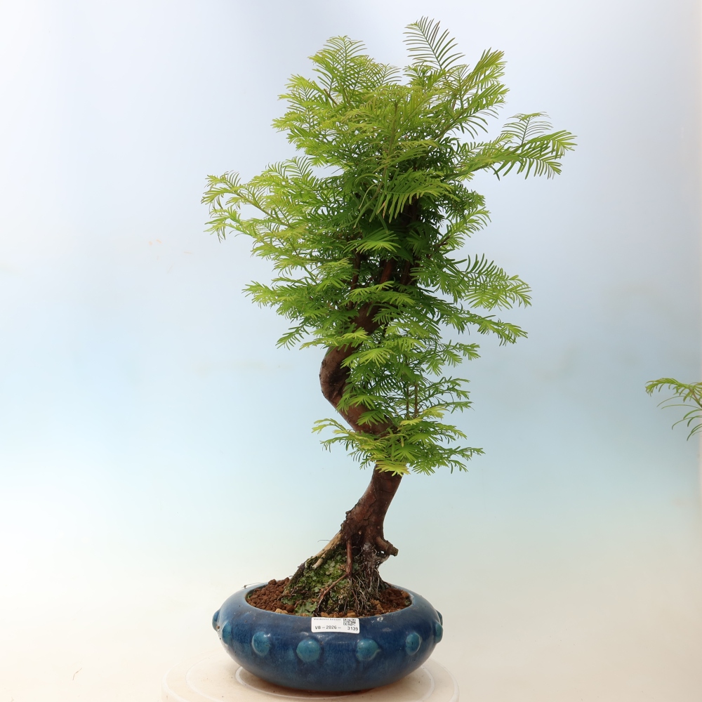 Outdoor bonsai - Metasequoia glyptostroboides - Metasekwoja chińska