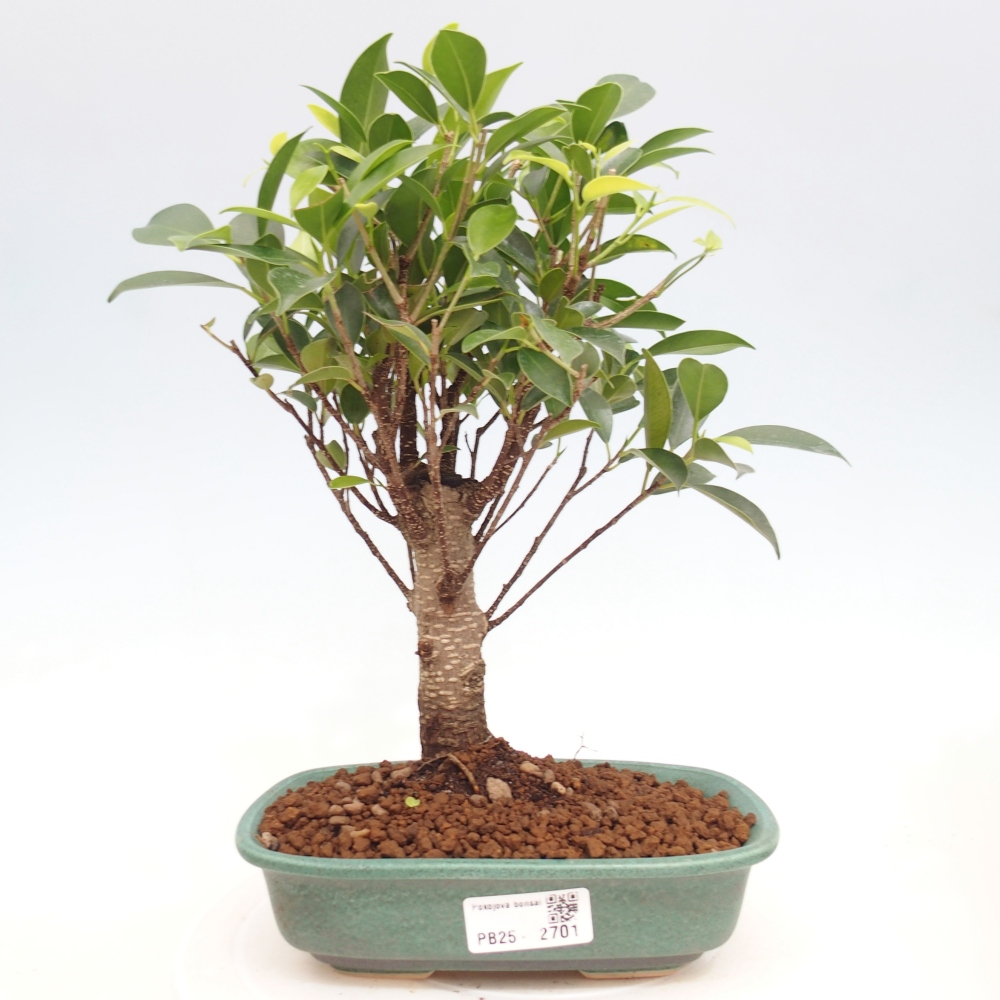 Kryty bonsai - Ficus retusa - figowiec drobnolistny