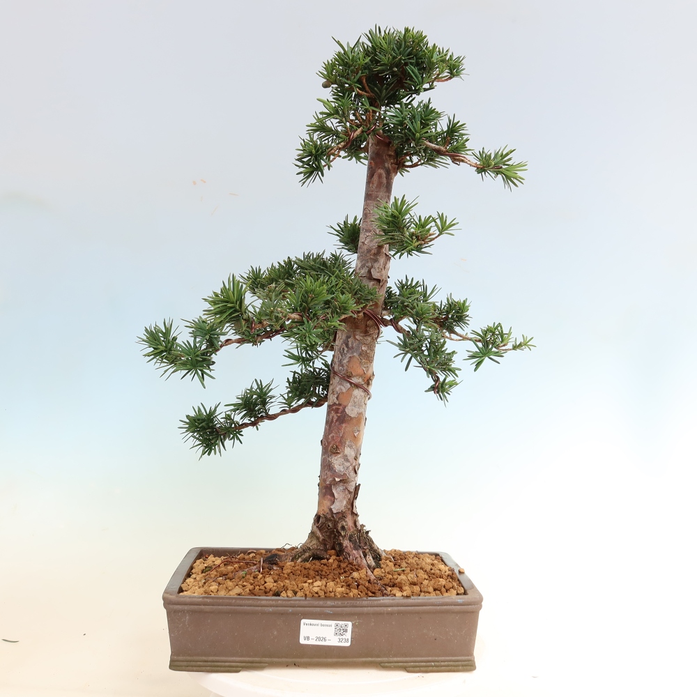 Bonsai ogrodowe – Taxus cuspidata – cis japoński