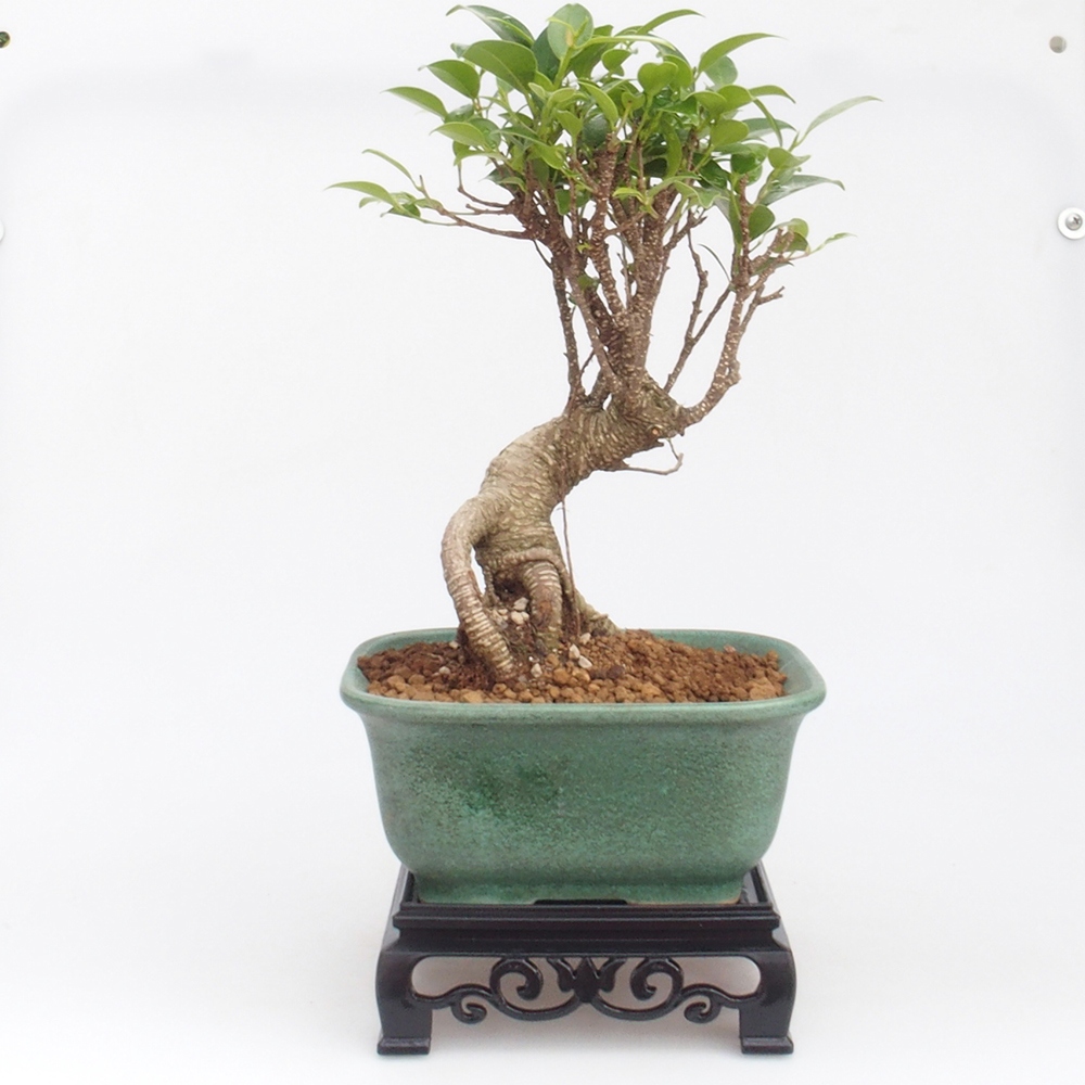 Stolik bonsai plastikowy kwadratowy 14,5 x 14,5 x 5 cm, kolor czarny