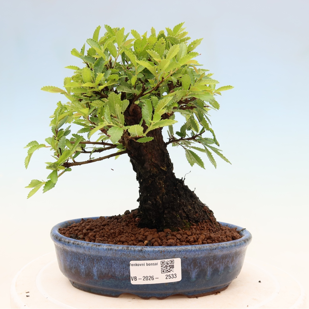 Bonsai zewnętrzne - Zelkova - Zelkova NIRE