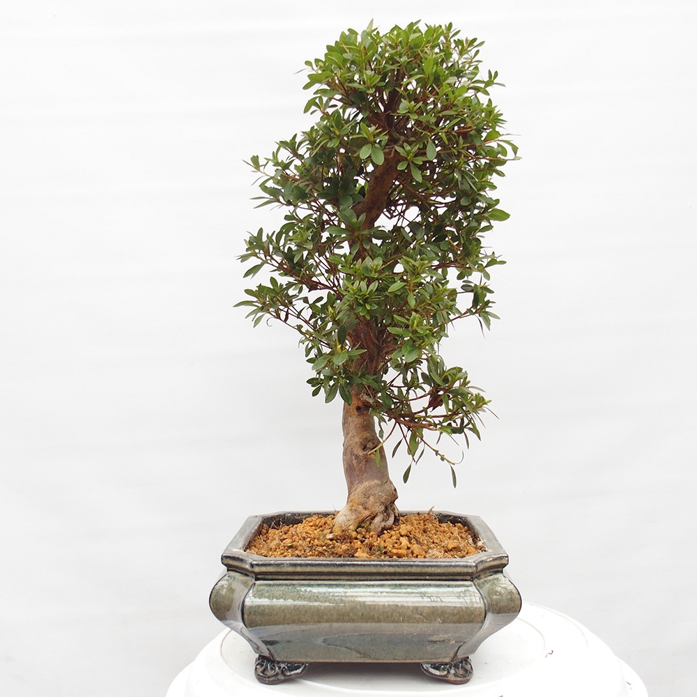 Bonsai zewnętrzne - Azalia japońska - Azalia satsuki