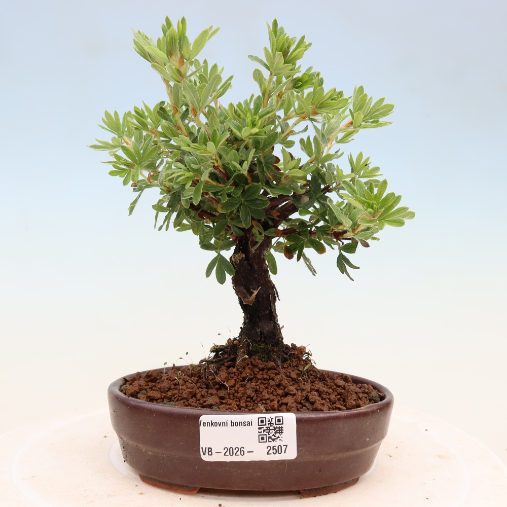 Bonsai zewnętrzne - Potentila fruticosa