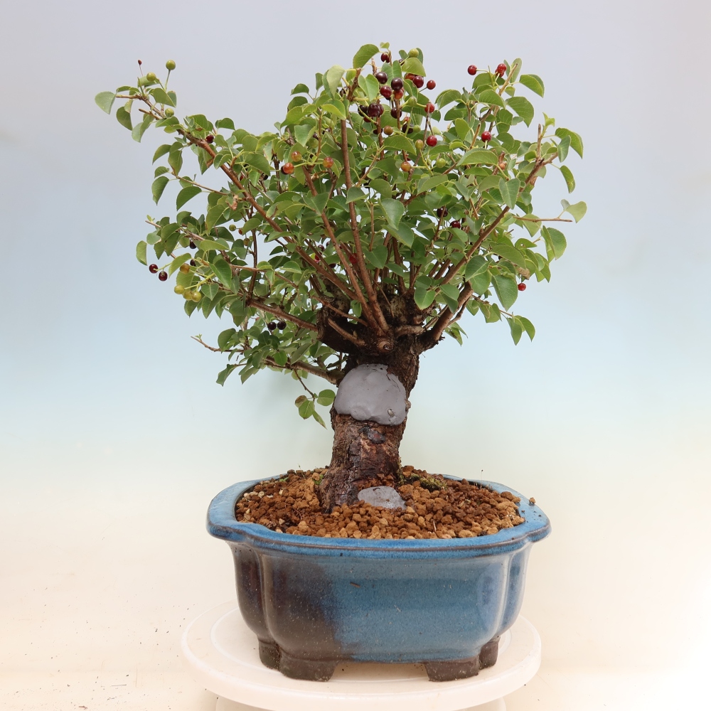 Bonsai ogrodowe – Mahalebka – Prunus mahaleb
