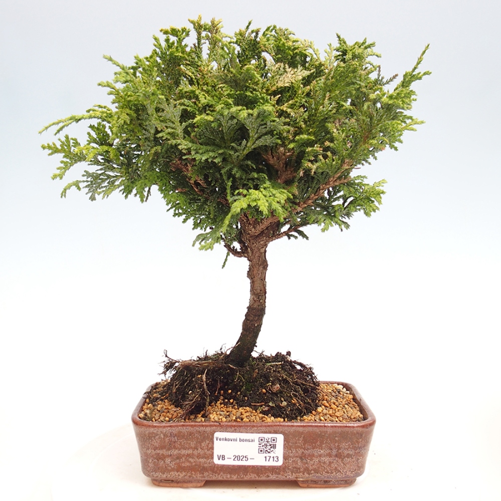 Outdoor bonsai - Cham.pis Parslori - Cyprys