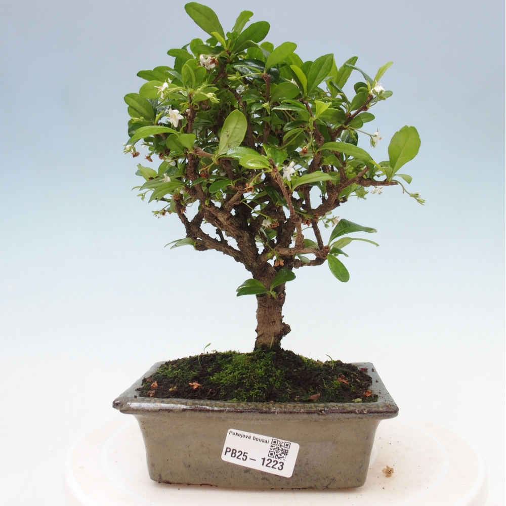 Bonsai wewnętrzne - Carmona makrophylla - Herbata Fuki