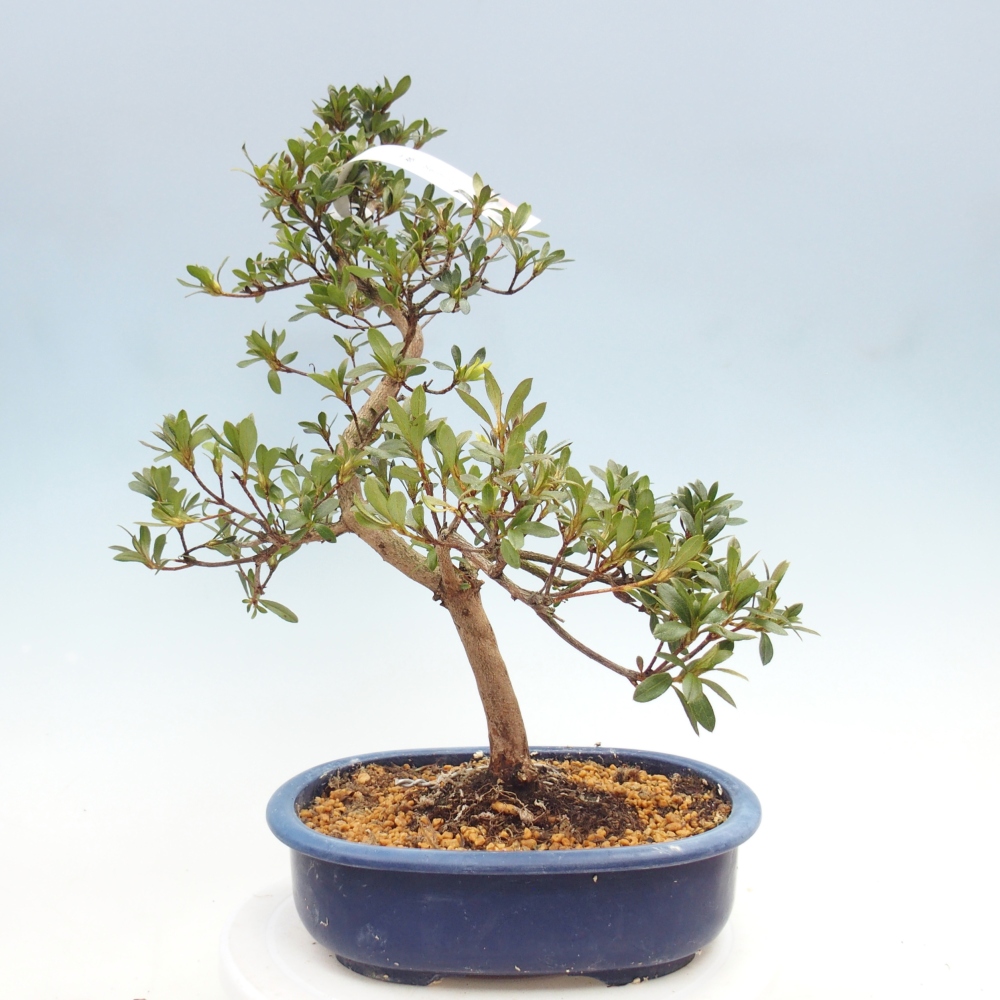 Bonsai zewnętrzne - Azalia japońska - Azalia Senhime