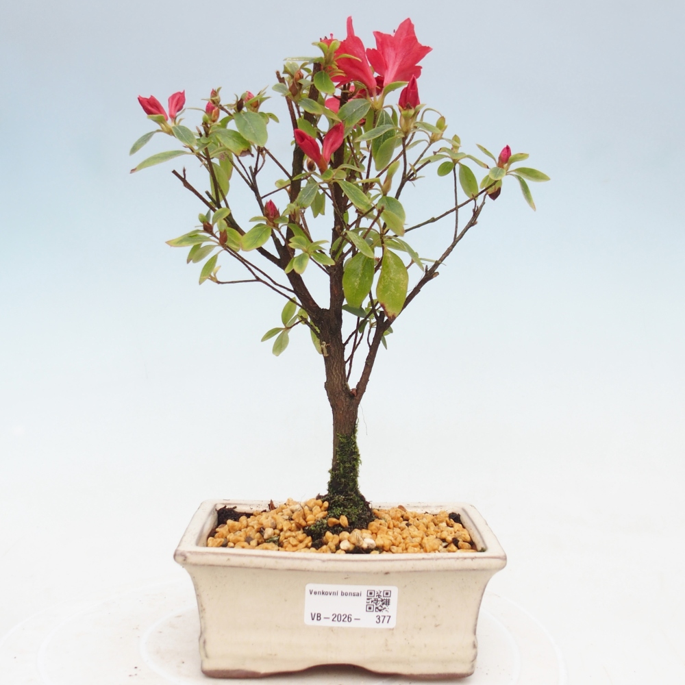 Outdoor bonsai - Azalia japońska - Azalea sp.