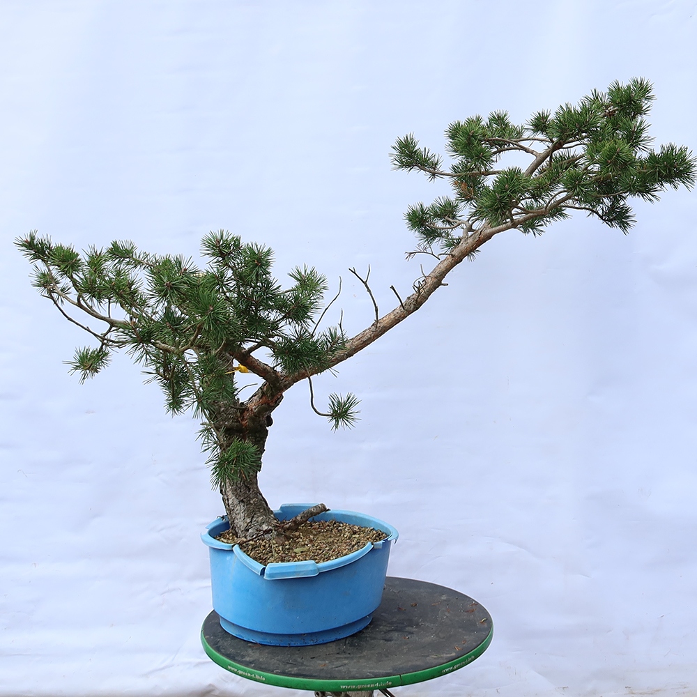 Pinus sylvestris Hiszpania – sosna zwyczajna
