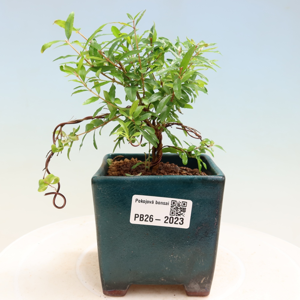 Pokój bonsai - PUNICA granatum nana - jabłko granatu