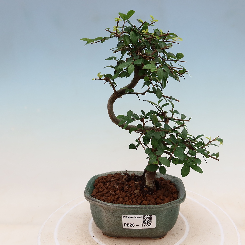 Pokój bonsai - Ulmus parvifolia - Wiąz drobnolistny