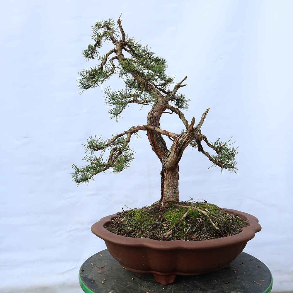 Pinus sylvestris Hiszpania – sosna zwyczajna