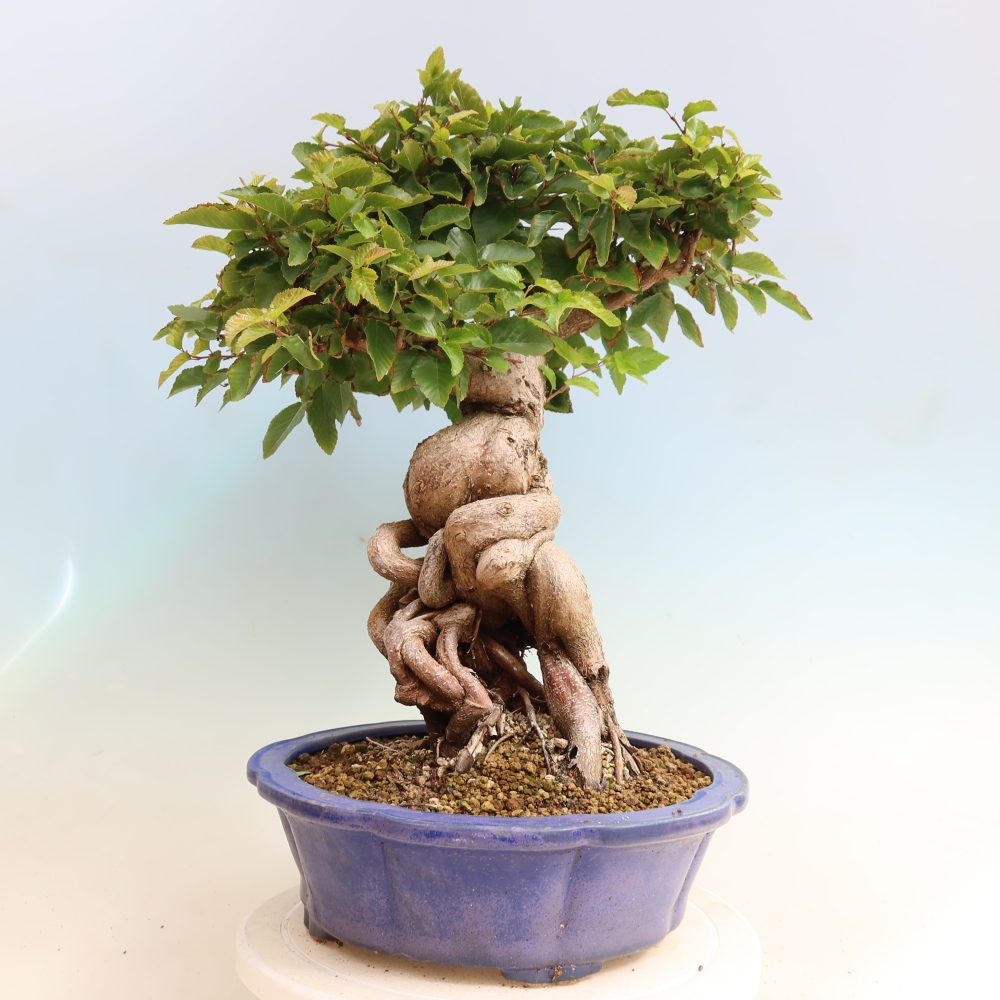 Outdoor bonsai - Carpinus CARPINOIDES - grab koreański