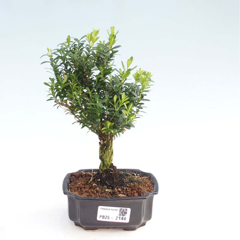 Bonsai pokojowe - Buxus harlandii - buxus korkowy