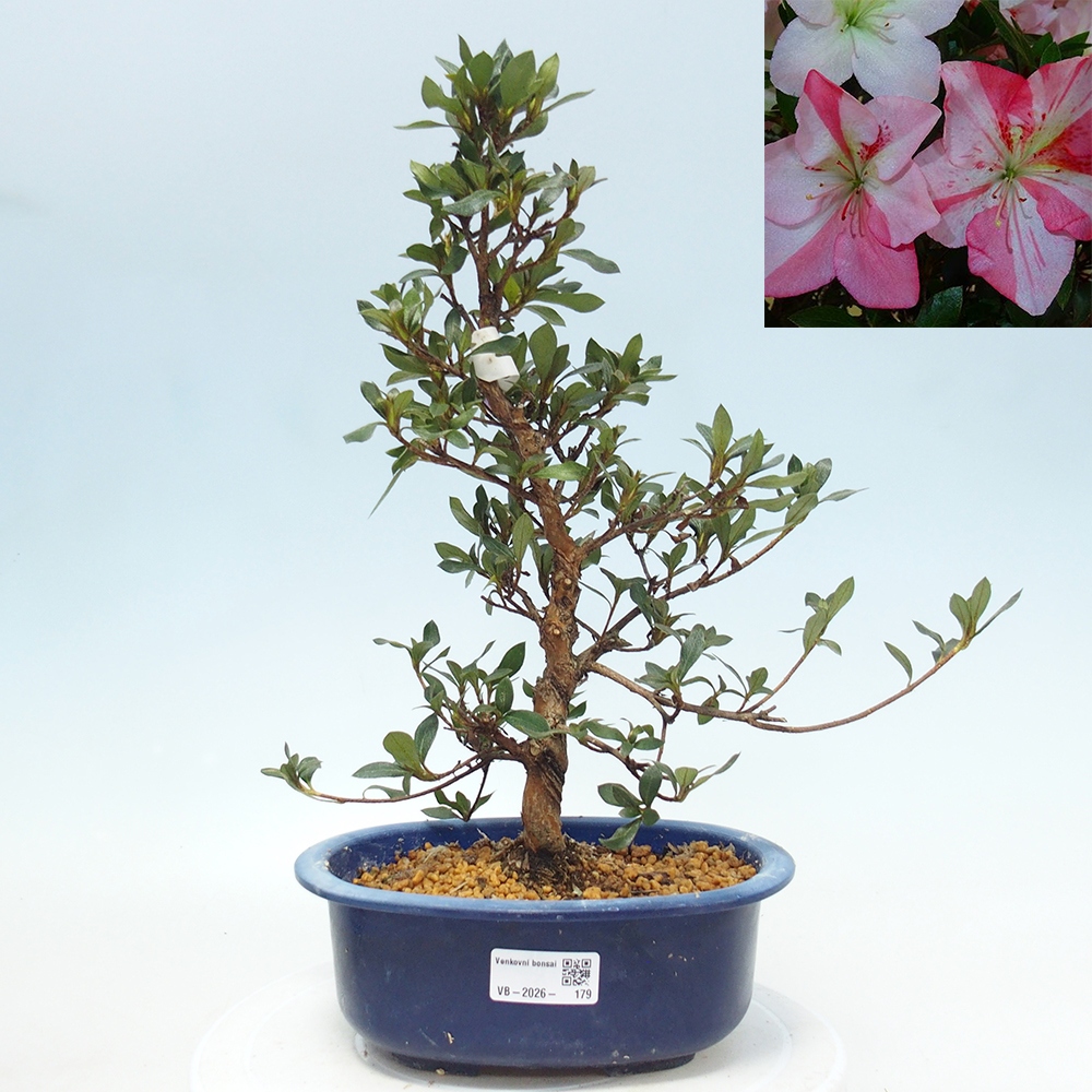 Bonsai zewnętrzne - Azalia japońska - Azalia Shinsei