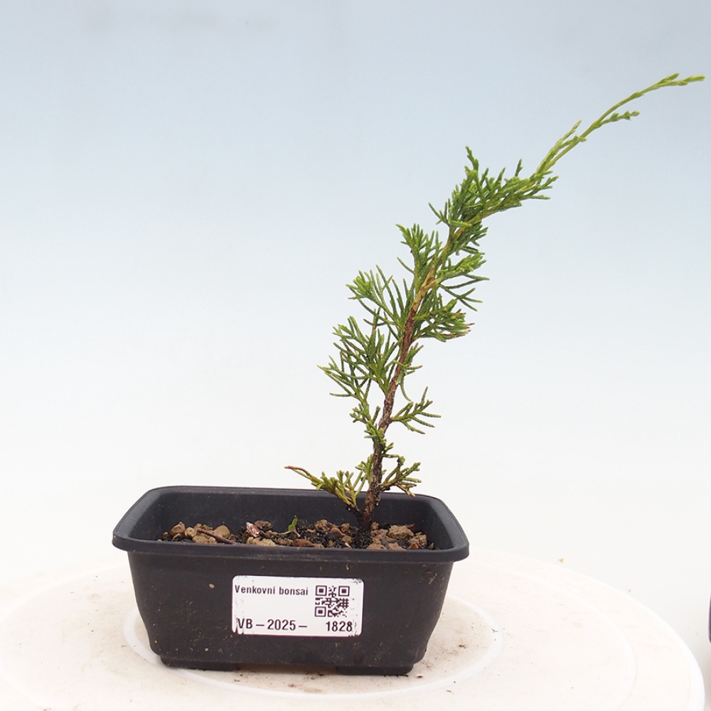 Outdoor bonsai - Juniperus chinensis Itoigawa - Jałowiec chiński
