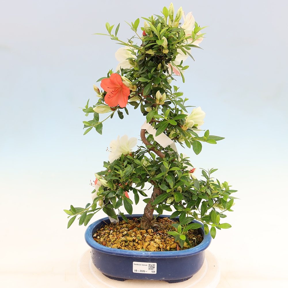 Bonsai zewnętrzne - Azalia japońska - Azalia Asahi-no-izumi