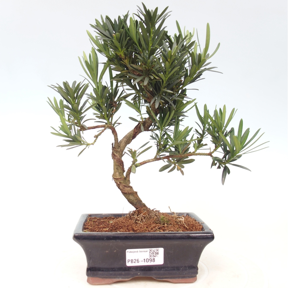 Pokój bonsai - Podocarpus - Kamienny cis
