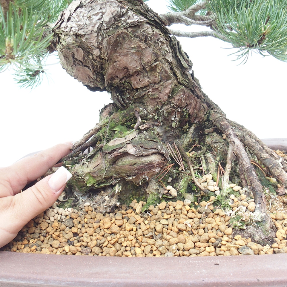 Outdoor bonsai - Pinus parviflora - Pinus parviflora