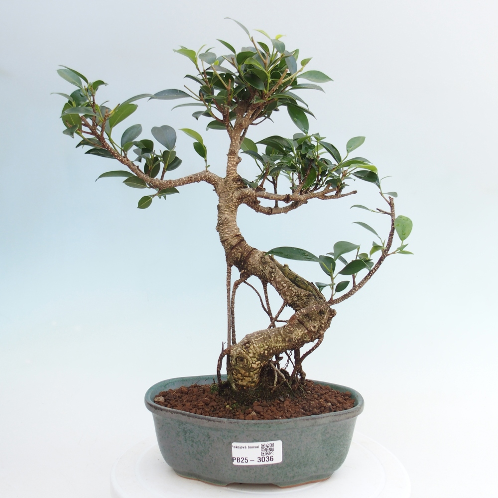 Kryty bonsai - Ficus retusa - figowiec drobnolistny