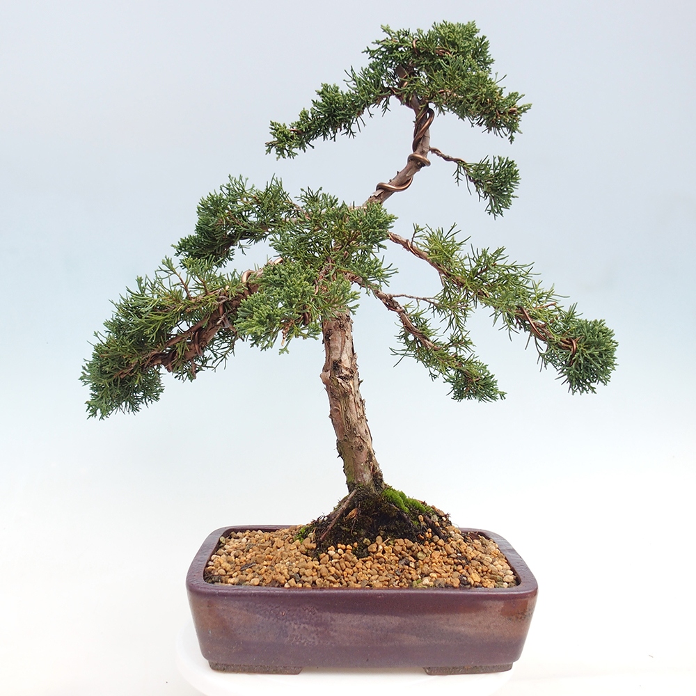 Outdoor bonsai - Juniperus chinensis Kishu - chiński jałowiec