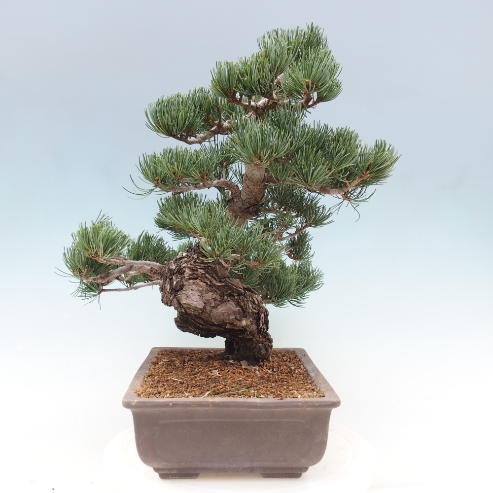 Outdoor bonsai - Pinus parviflora - Mała sosna