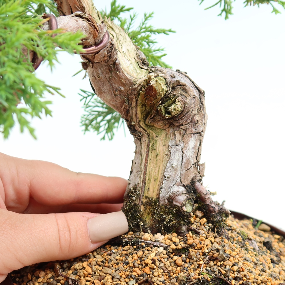Bonsai ogrodowe – Juniperus chinensis Itoigawa – jałowiec chiński