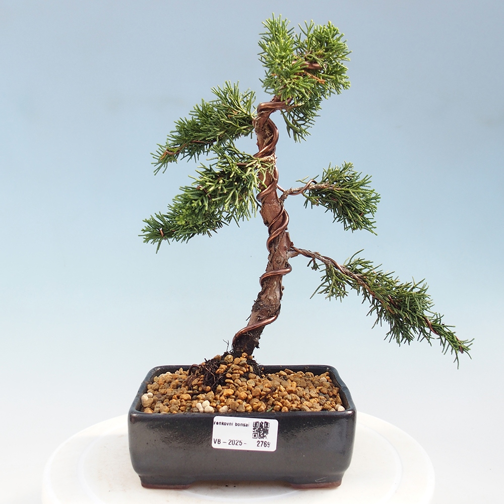 Bonsai zewnętrzne - Juniperus chinensis Kishu - Jałowiec chiński