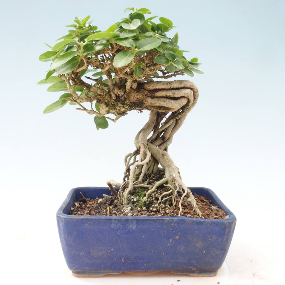 Bonsai wewnętrzne - Premna serratifolia - Kozlovon drobnolistny