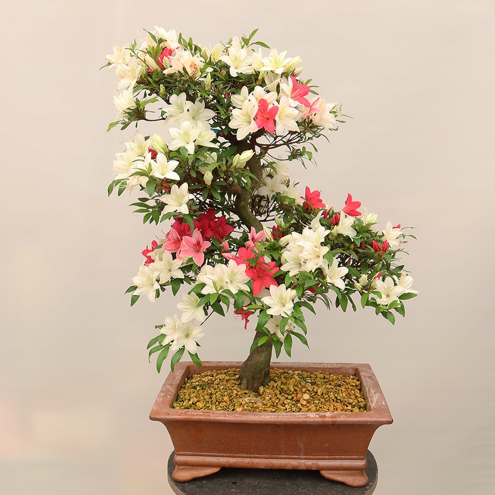 Bonsai zewnętrzne - Azalia japońska - Azalia CHIHIRO