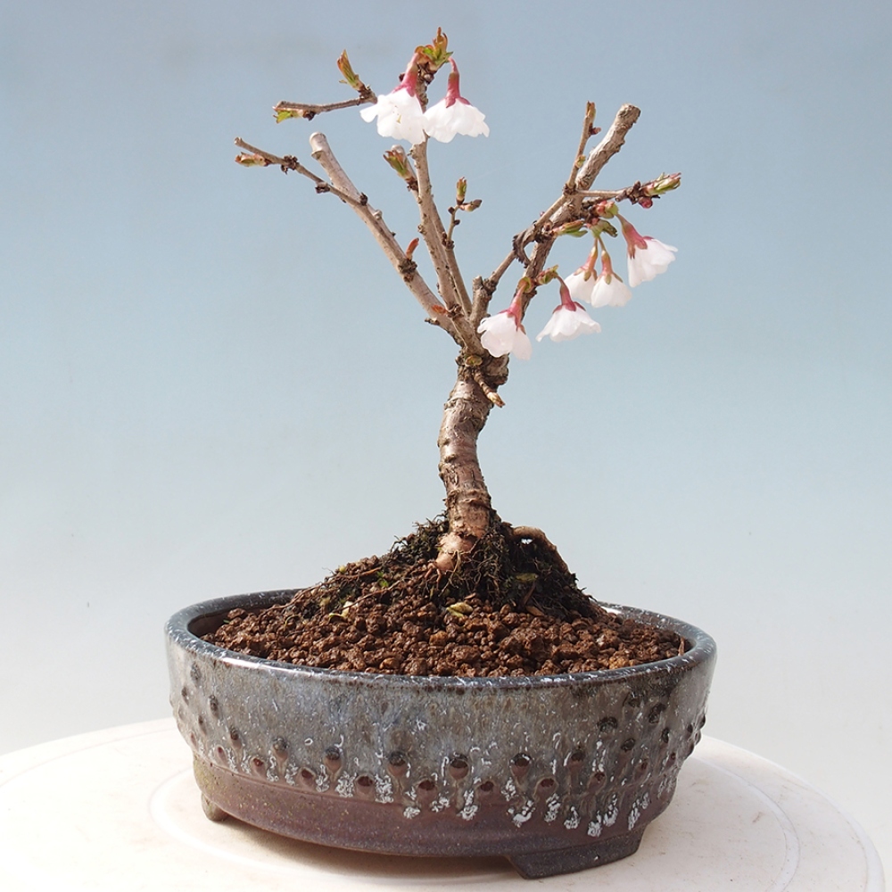Bonsai zewnętrzne - Prunus incisa Kojou-no mai-cięcie śliwki