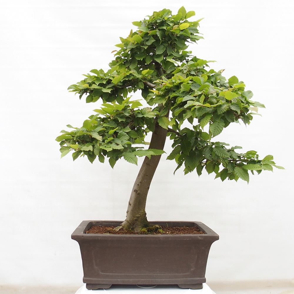 Bonsai zewnętrzne - Grab - Carpinus betulus