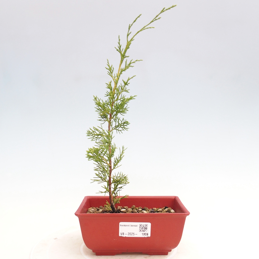 Outdoor bonsai - Juniperus chinensis Itoigawa - Jałowiec chiński