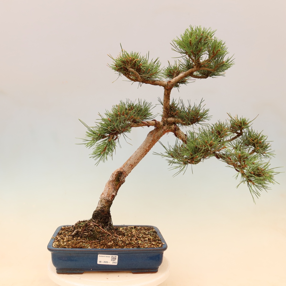 Bonsai ogrodowe – Pinus Sylvestris Watererri – sosna leśna