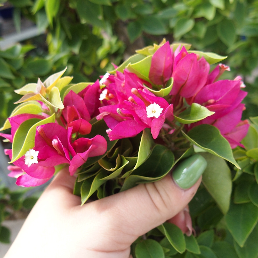 Kryte bonsai - Bouganwilea