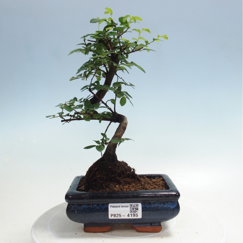 Pokój bonsai - Ulmus parvifolia - Wiąz drobnolistny