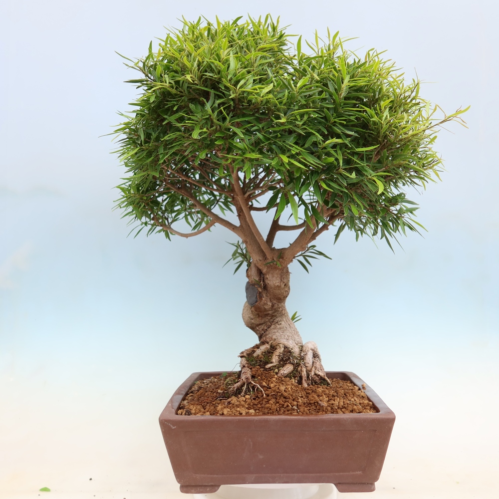 Pokój bonsai - Ficus nerifolia - figowiec drobnolistny