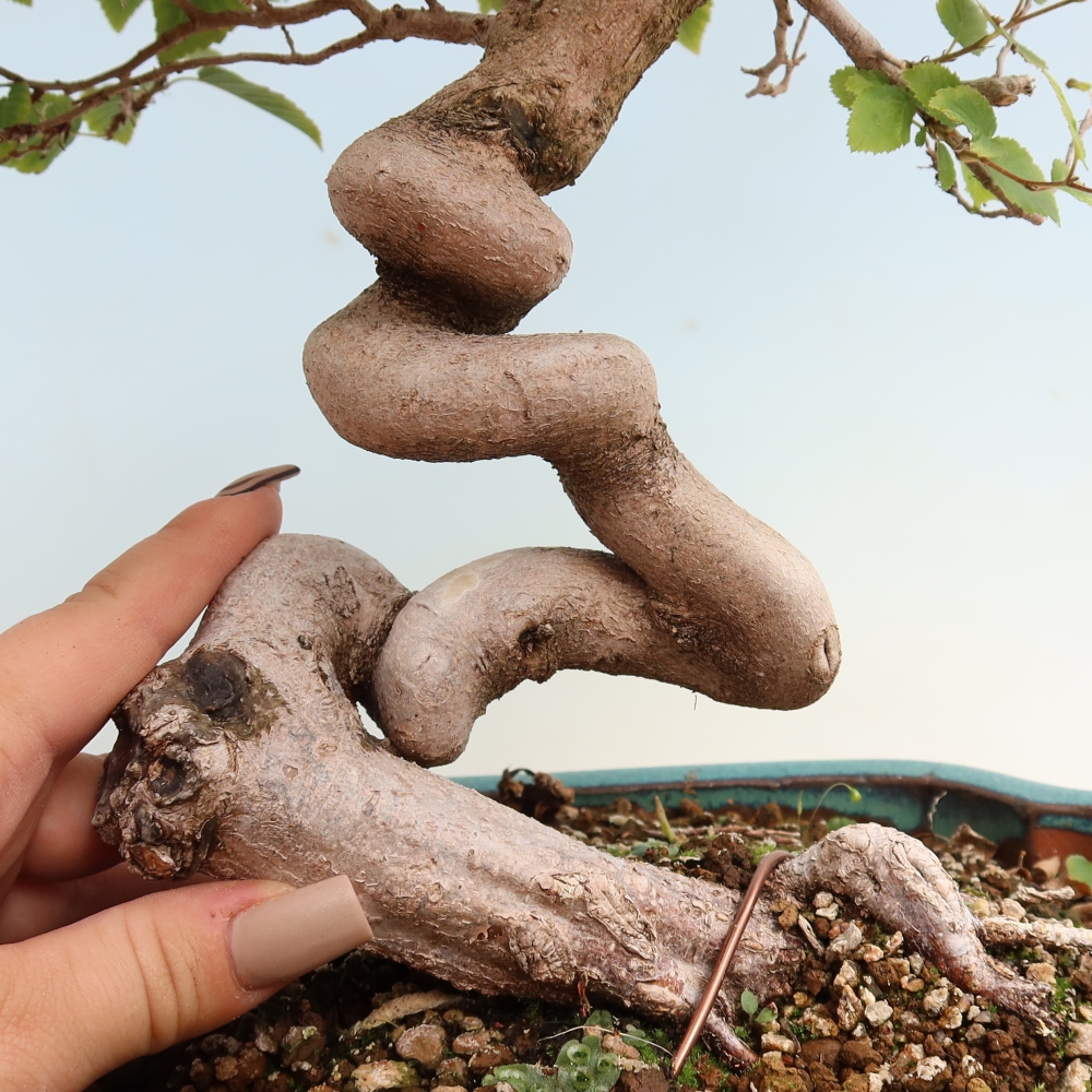 Outdoor bonsai - Carpinus CARPINOIDES - grab koreański
