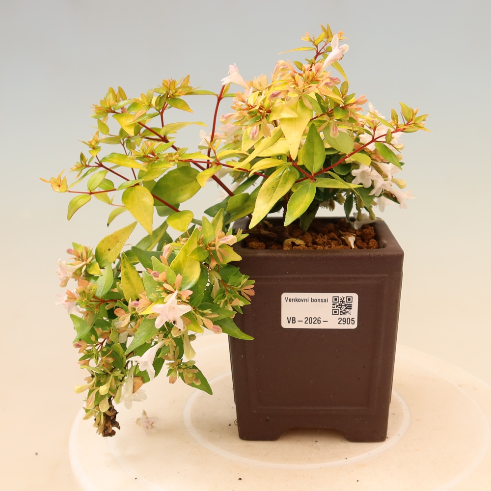 Bonsai ogrodowe – Abelia gr. Kleidoscope – Abelia wielkokwiatowa