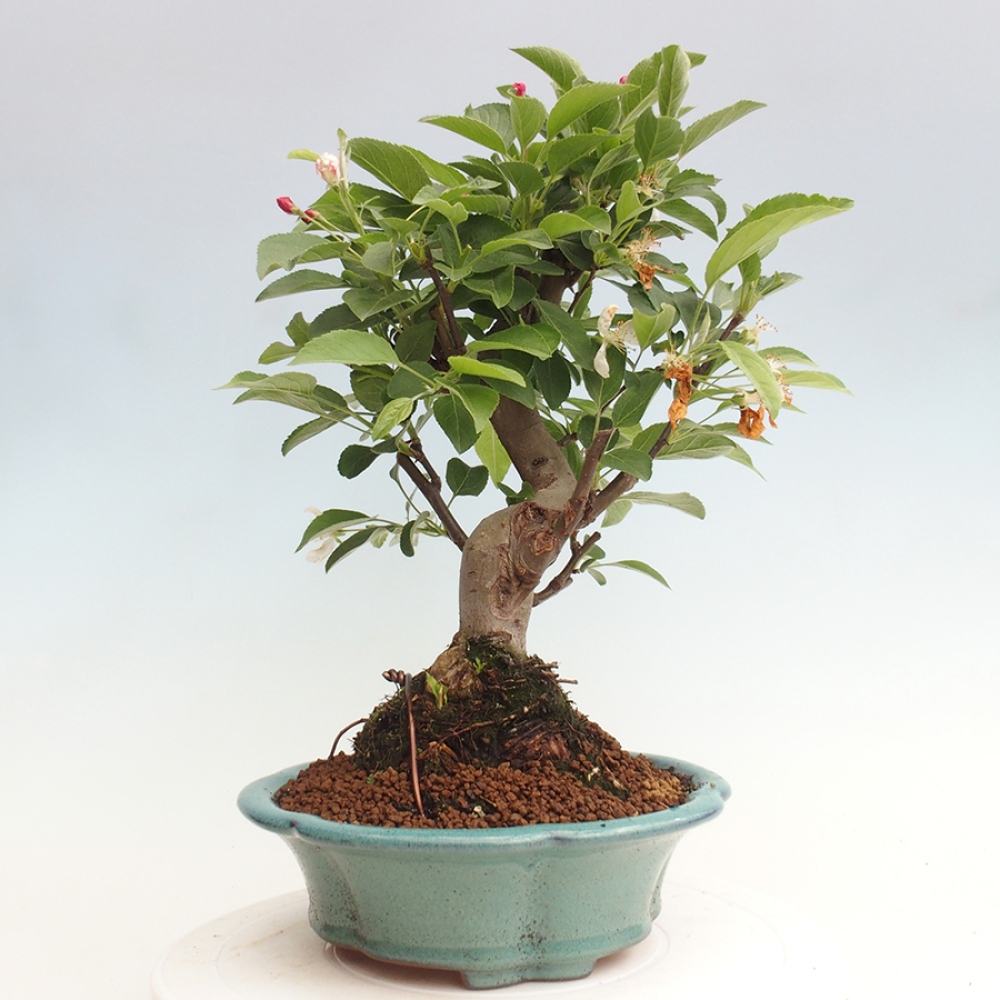 Bonsai plenerowe - Malus Halliana - Jabłoń drobnoowocowa