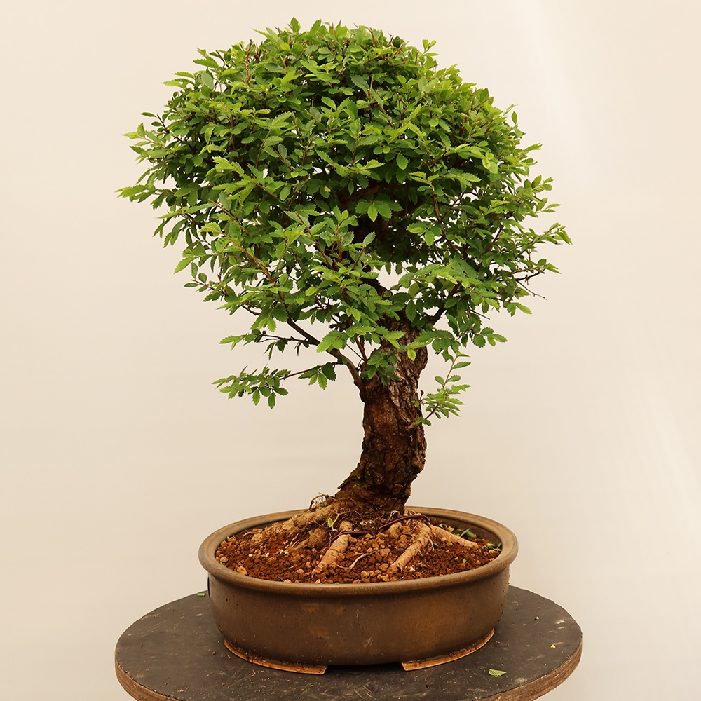 Bonsai na świeżym powietrzu - Zelkova - Zelkova NIRE