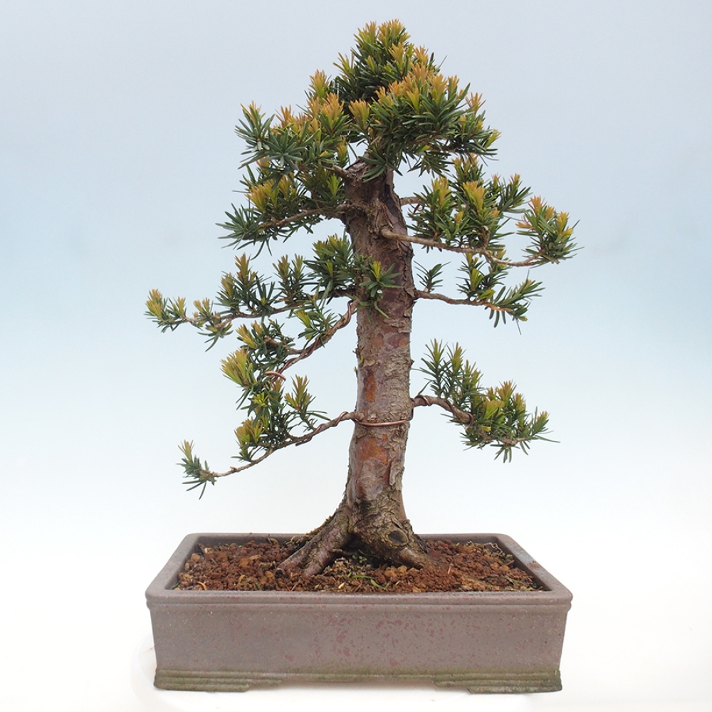 Bonsai na zewnątrz - Taxus cuspidata - cis japoński
