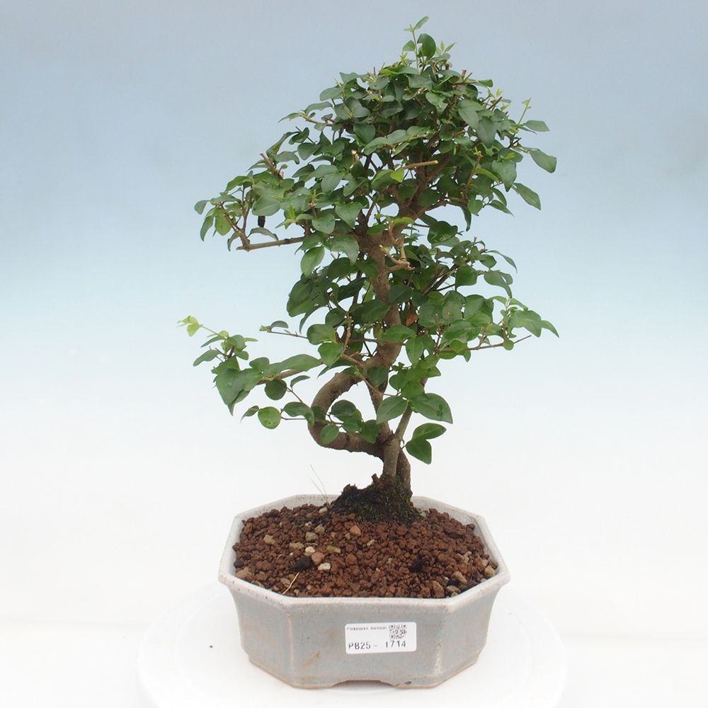 Indoor bonsai -Ligustrum chinensis - dziób ptaka