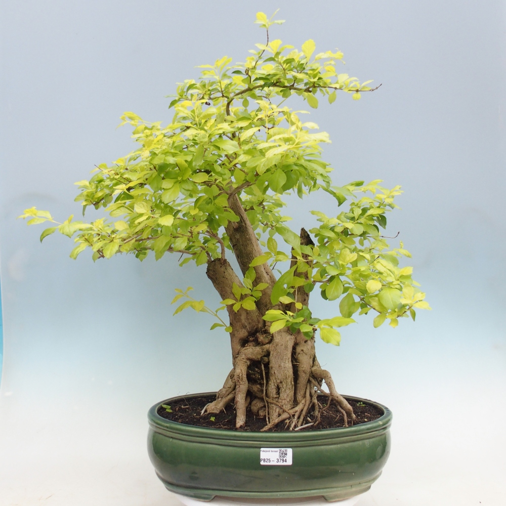 Bonsai pokojowe - Duranta erecta Aurea - WYŁĄCZNIE ODBIÓR OSOBISTY lub transport paletowy