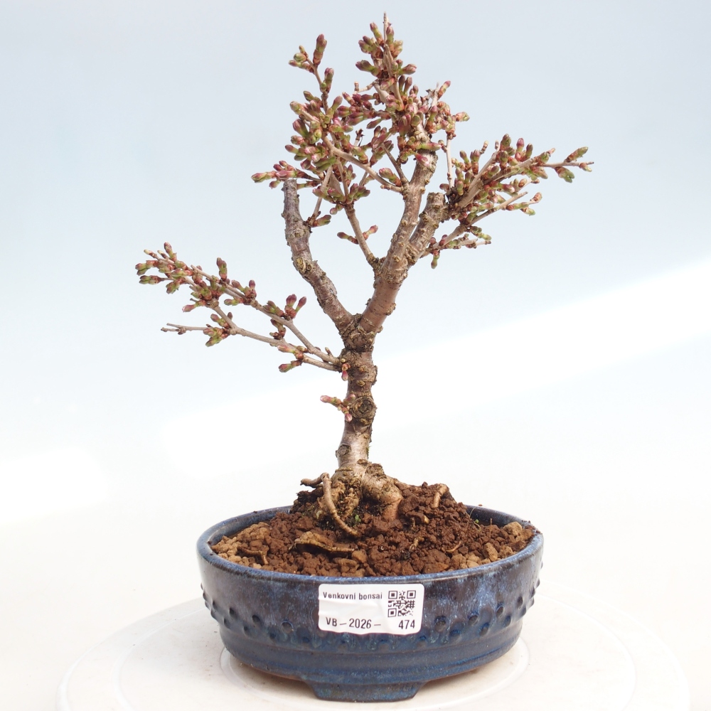 Outdoor bonsai - Prunus incisa Kojou-no mai-Plivon wycięty