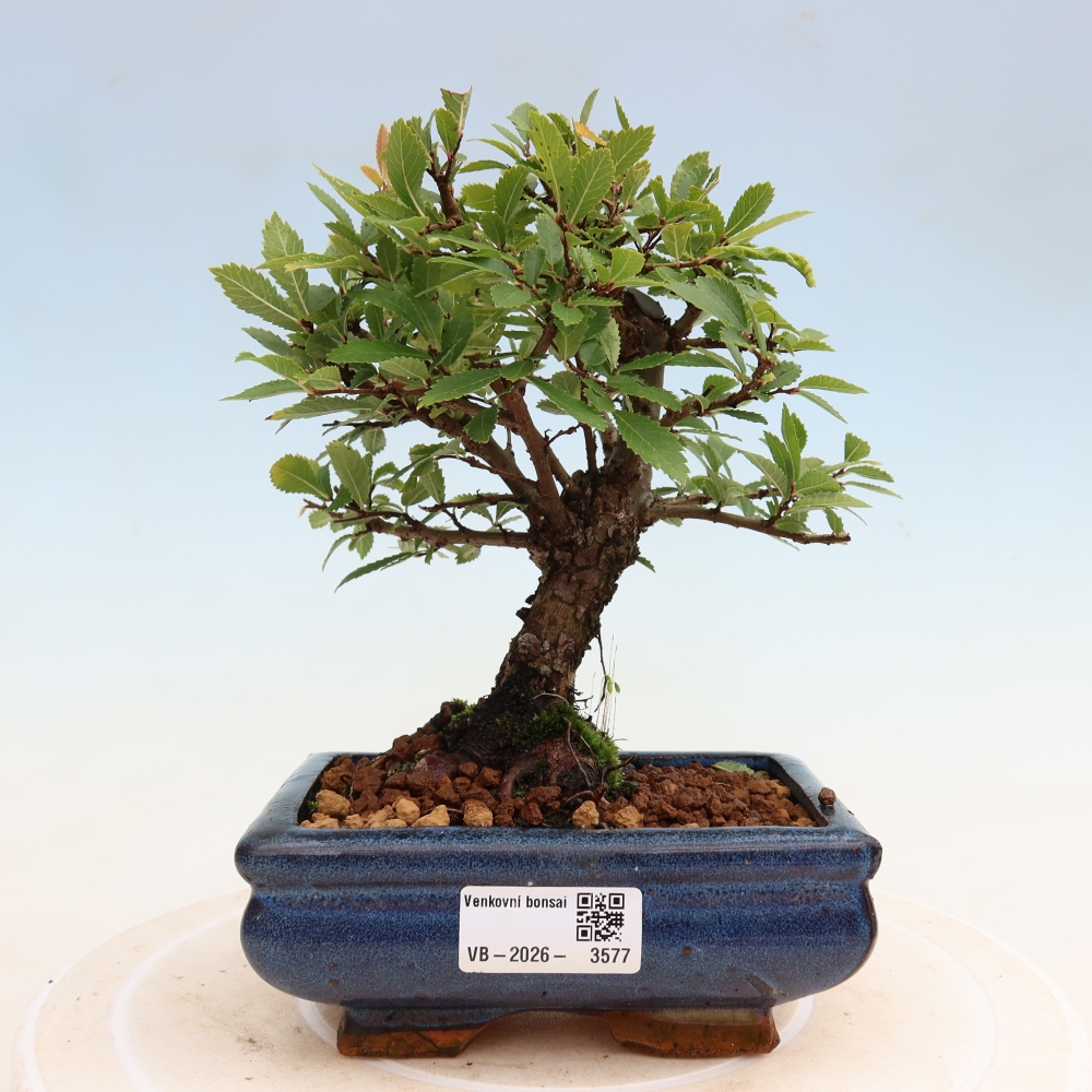 Bonsai zewnętrzne - Zelkova - Zelkova NIRE