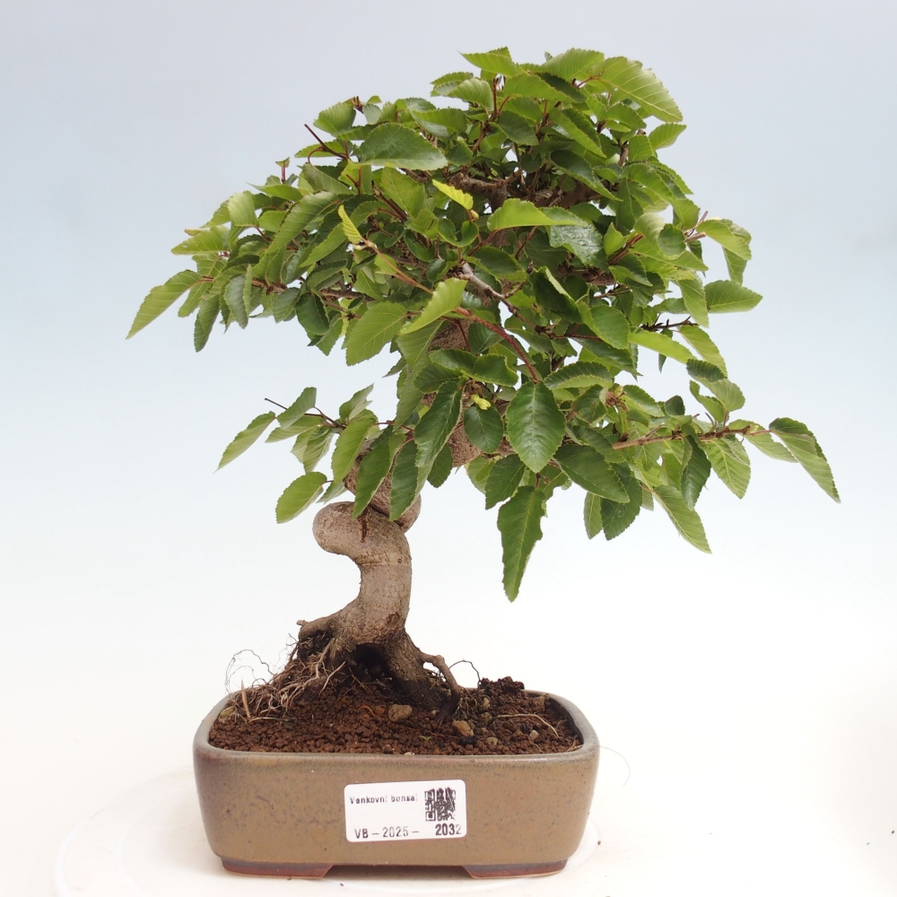 Bonsai zewnętrzne -Carpinus CARPINOIDES - grab koreański