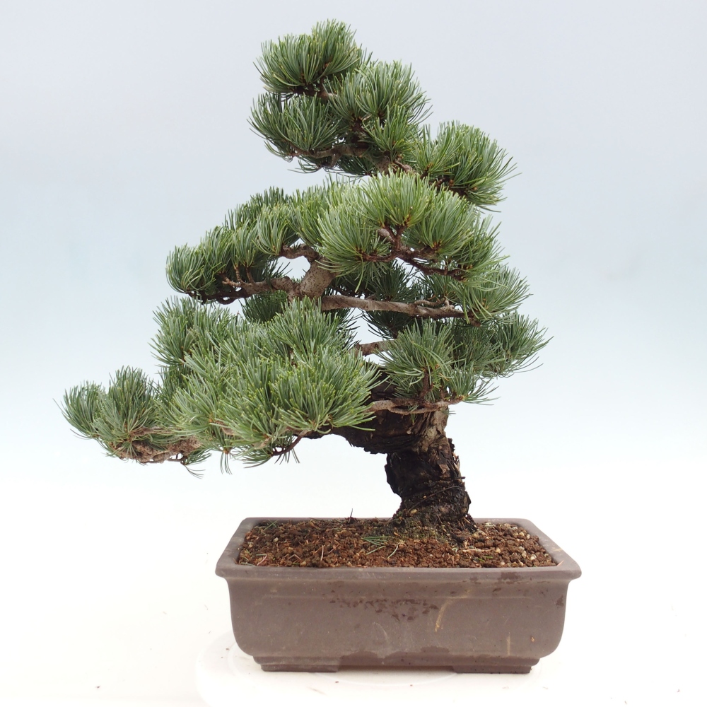 Outdoor bonsai - Pinus parviflora - Mała sosna